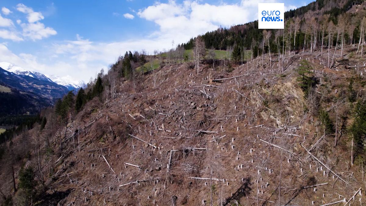 Дронове подпомагат повторното залесяване в тиролската гора в Австрия