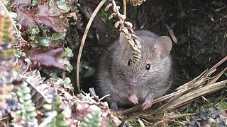 Conservationists plan mass extermination of destructive mice on Marion Island