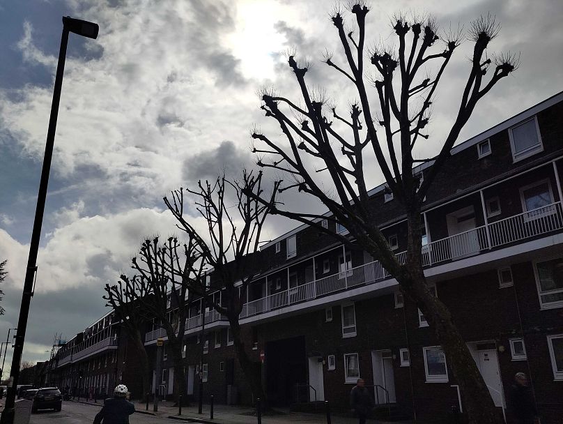 Pollarded trees on the road opposite Banksy's artwork.