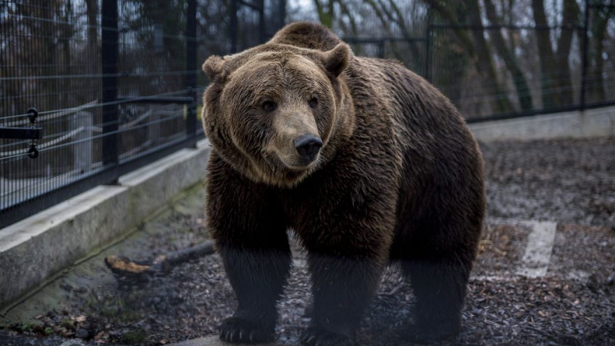 Um urso pardo atacou cinco pessoas numa área residencial de uma cidade no norte da Eslováquia