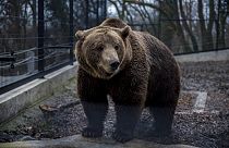 Um urso pardo atacou cinco pessoas numa área residencial de uma cidade no norte da Eslováquia