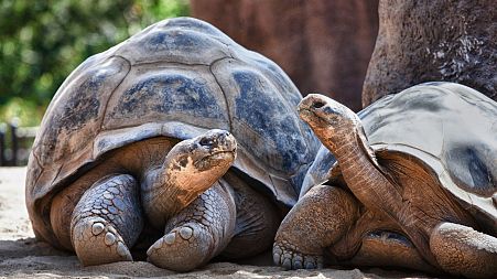 The Galapagos Islands are home to many endemic species like the Galapagos tortoise.