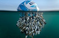 'Ocean Drifter': Overall Winner - British Wildlife Photographer of the Year. 