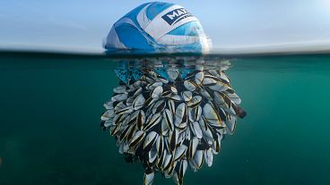 Океанский дрифтер": Победитель в номинации "Британский фотограф дикой природы года". 