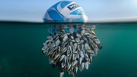 'Ocean Drifter': Overall Winner - British Wildlife Photographer of the Year. 