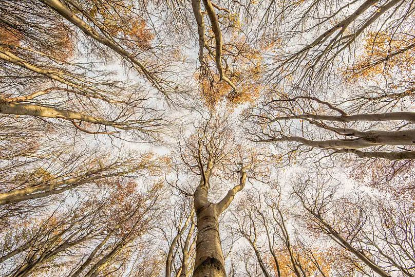 'Beech for the Sky' : Gagnants Forêts Sauvages.