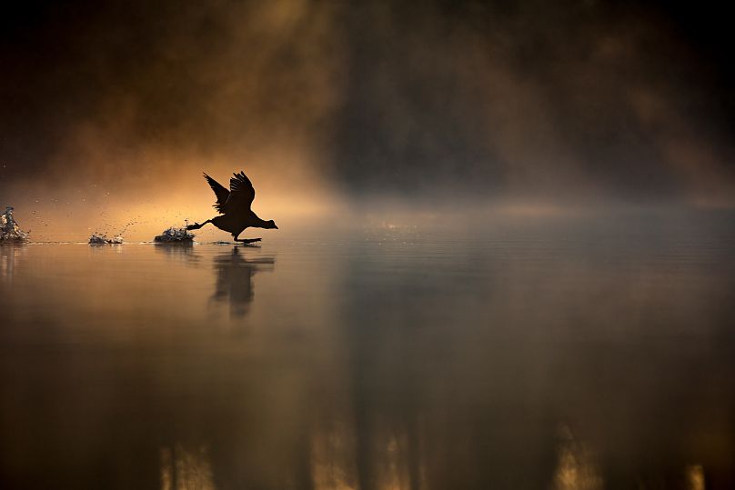 'Running on Water' : Gagnant RSPB Young British Wildlife Photographer of the Year.