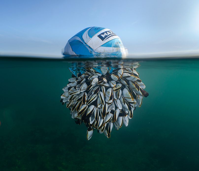 'Ocean Drifter' : Grand Prix - British Wildlife Photographer of the Year.