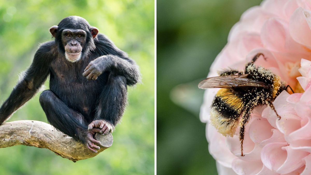 زنبور گرده و شامپانزه