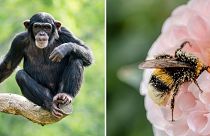 زنبور گرده و شامپانزه