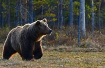 Brown bears like this one are common in Slovakia. 