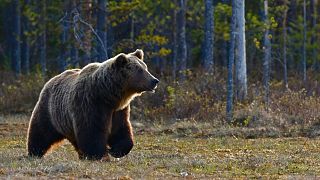 Les ours bruns comme celui-ci sont fréquents en Slovaquie. 