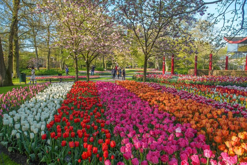 Walk among millions of tulips - and other floral delights - at Keukenhof