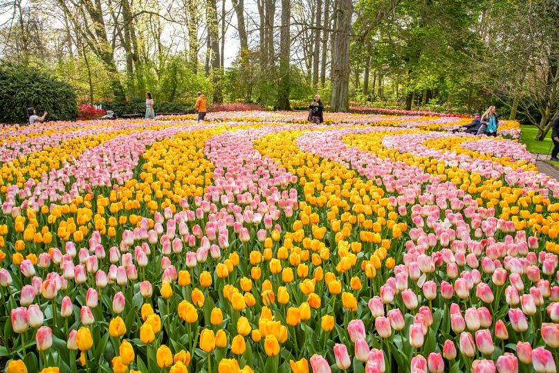 A riot of colour - and millions of tulips