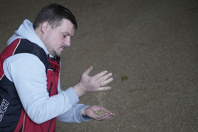 Piotr Korycki, a 34-year-old Polish farmer, lets grain fall through his fingers on his farm in Cywiny Wojskie, Poland, on Monday March 18, 2024.