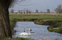 A pastoral scene near Kinderdijk, the Netherlands. The Dutch parliament has called on its government to a European Nature Restoration Law.