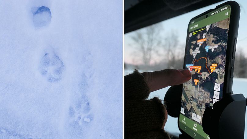 Wolf tracks and a wolf tracking app used by hunters in Estonia.