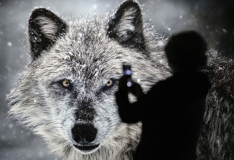 A man takes a photo of a wild wolf, pictured at an exhibition in Germany, 2021.