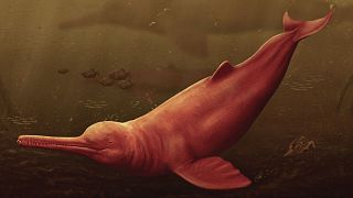 تصویر فرضی از دلفین باستانی در پرو