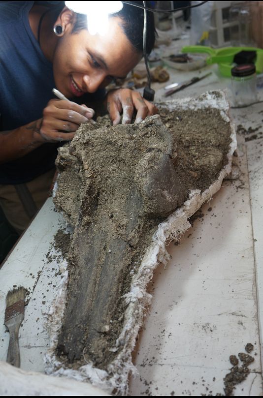 فسیل دلفین کشف‌شده در پرو