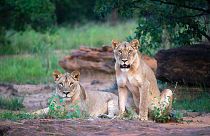 `Get amongst the South African wildlife with a side of luxury - and sustainablity