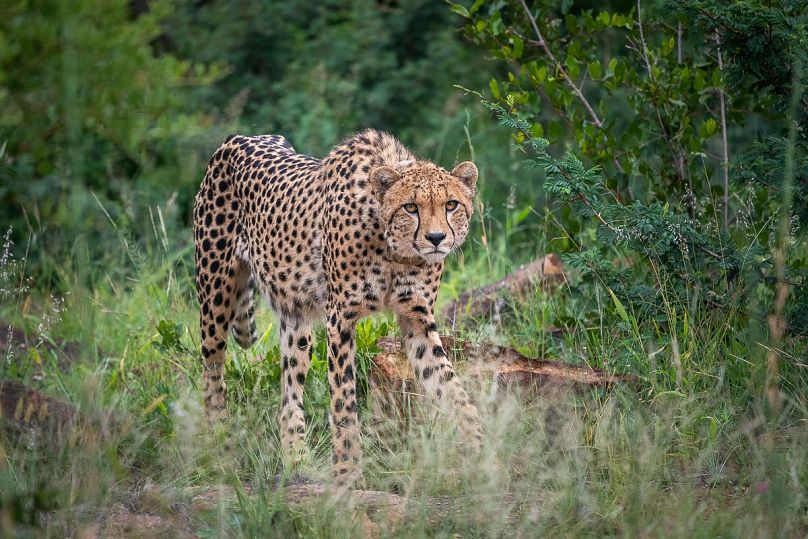 Spot cheetahs in the surrounding Lapalala reserve