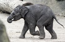 Un joven elefante corriendo