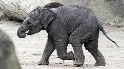 Un joven elefante corriendo