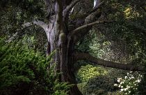 درخت راش با نام «قلب بوستان» از کشور لهستان برنده درخت سال اروپا برای ۲۰۲۴ شد.