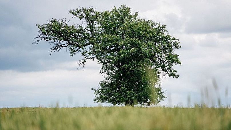 تک درخت گلابی در دشت از کشور جمهوری چک