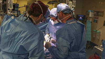 Trapianto di rene di maiale su un paziente in vita a Boston