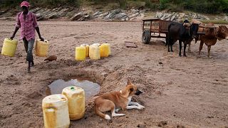 Un hombre lleva jarras para recoger agua de un agujero en el lecho arenoso de un río en el condado de Makueni, Kenia, el jueves 29 de febrero de 2024. 
