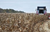 A Comissão Europeia receia que a Rússia possa explorar a sua capacidade de produção para inundar o mercado da UE com cereais de baixo custo.