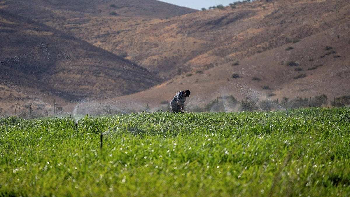 مزارع فلسطيني يعمل في حقله بشمال غور الأردن بالضفة الغربية المحتلة، الأربعاء 9 أغسطس 2023.