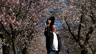 A rare Czech almond grove blooms early after an unusually warm winter.