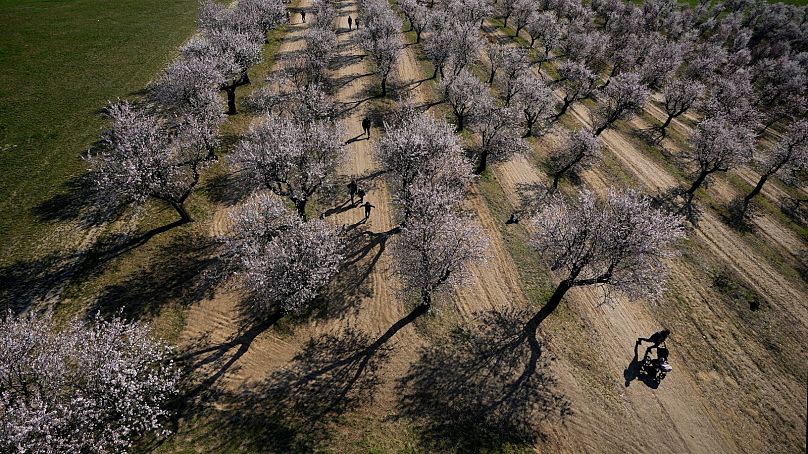 People enjoy a warm day at the blooming almond grove in Hustopece, Czech Republic, 19 March 2024.