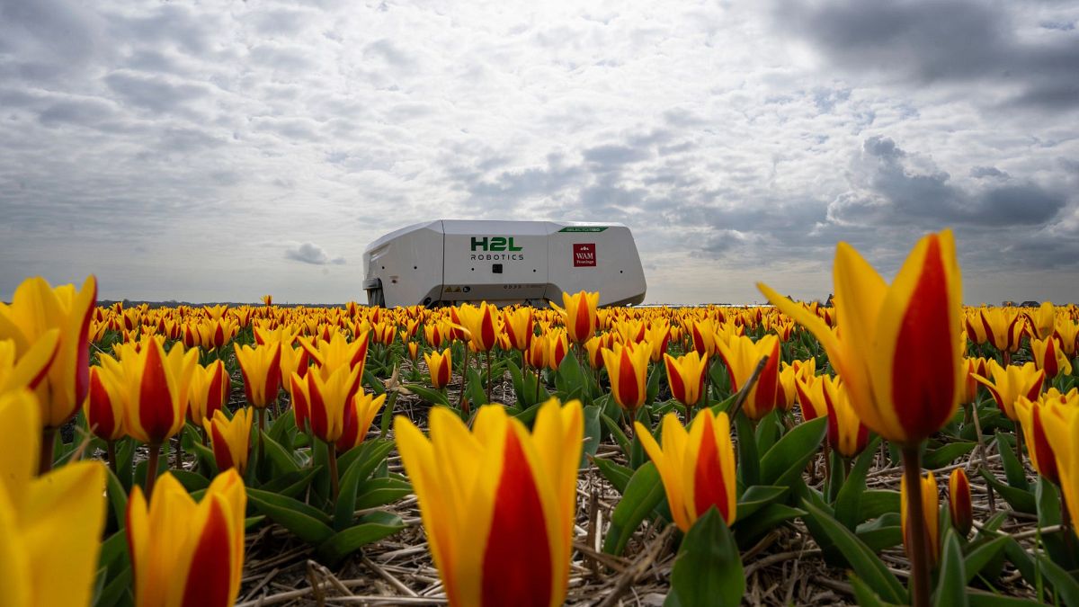It's fantastic': Dutch farmers rely on this €185,000 robot to keep