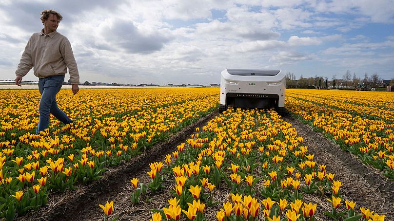 Allan Visser, a third-generation tulip farmer walks near to Theo the robot, in Noordwijkerhout, Netherlands, 19 March 2024.
