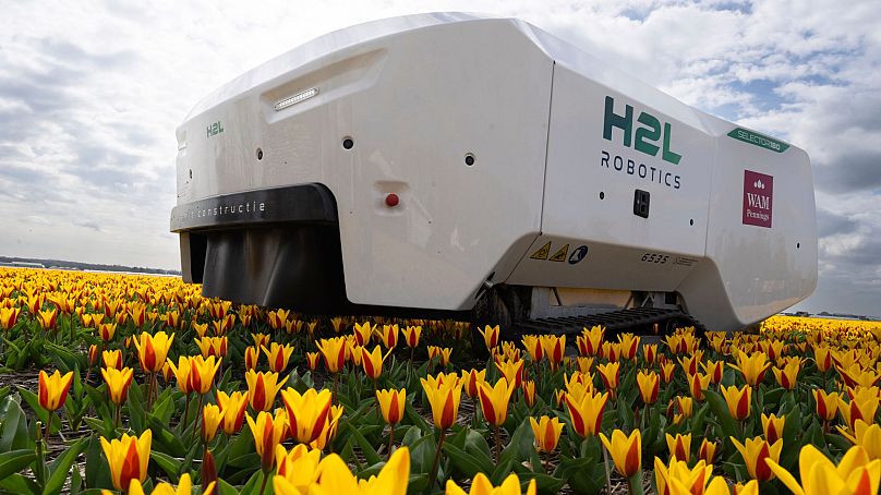 Theo the robot works weekdays, weekends and nights checking Dutch tulip fields for sick flowers in Noordwijkerhout, Netherlands, 19 March 2024.