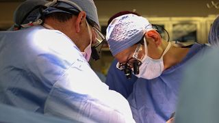 Surgeons carry out an experimental pig kidney transplant.