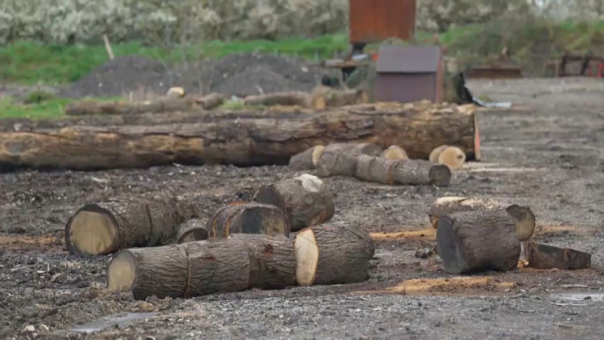 Увеличаващите се кражби на дървен материал във Франция причиняват екологична катастрофа