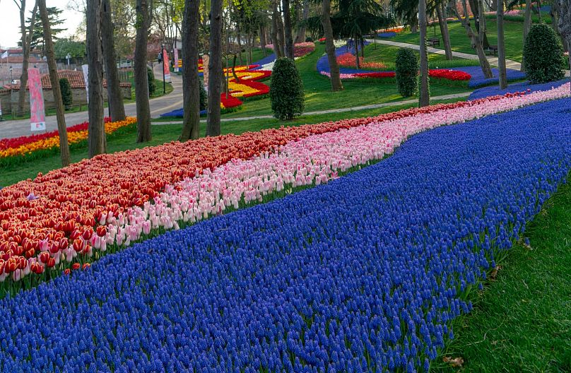 A field of blooming tulips on display in the Emirgan Park in İstanbul, Türkiye.