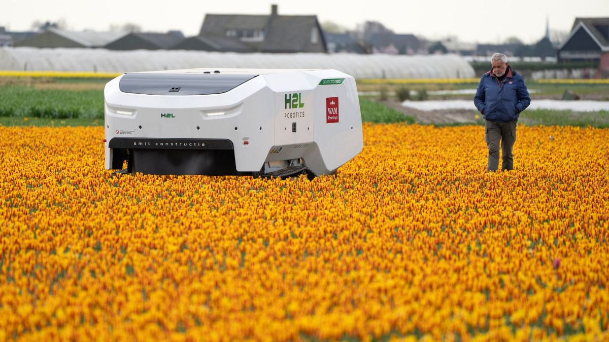 ربات تئو در مزارع لاله هلند