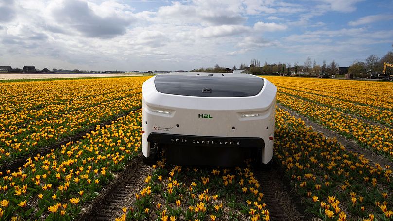 ربات هوشمند تئو در خدمت کشاورزی در هلند