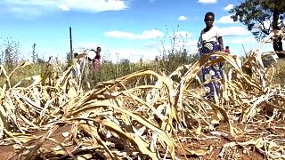 الجفاف يضرب المحاصيل في زيمبابوي 