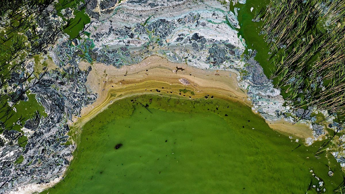 Mérgező kék-zöld alga virágzik a Balti-tengerben, a Stockholmhoz közeli Tyreso partjánál 2020. június 25-én – képünk illusztráció.