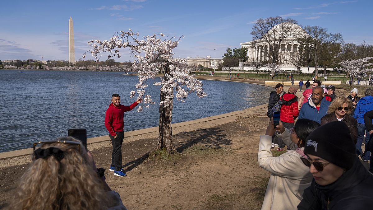 As sea levels and temperatures rise, Washington D.C’s iconic cherry blossoms are under threat thumbnail