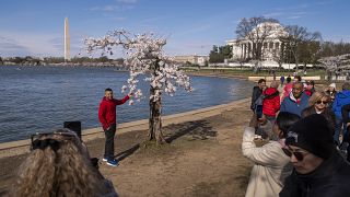 a cherry tree affectionally nicknamed 'Stumpy' as cherry trees enter peak bloom this week in Washington