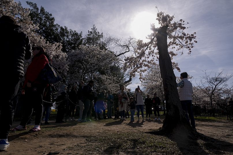 Visitors photograph a cherry tree affectionally nicknamed 'Stumpy' as cherry trees enter peak bloom this week in Washington