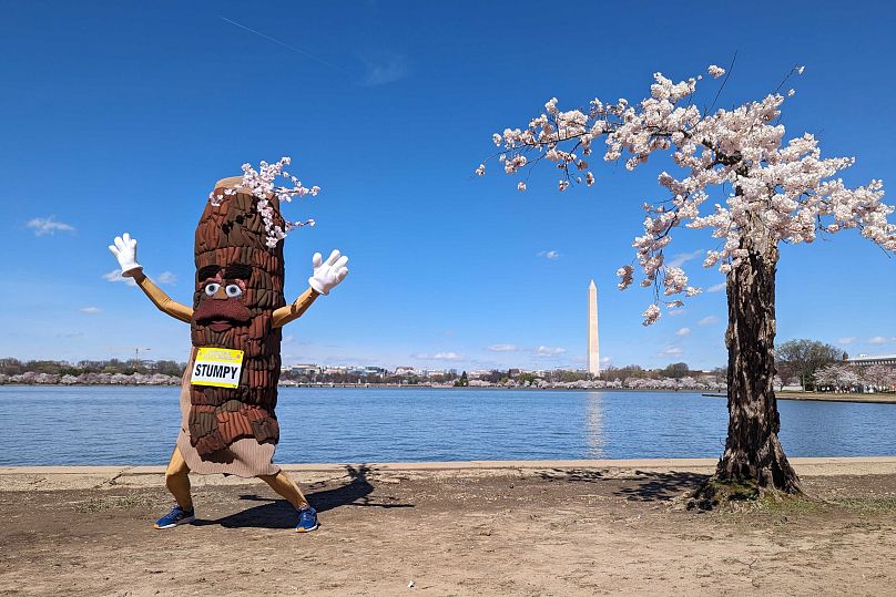 Stumpy the mascot dances near 'Stumpy' the cherry tree at the tidal basin in Washington